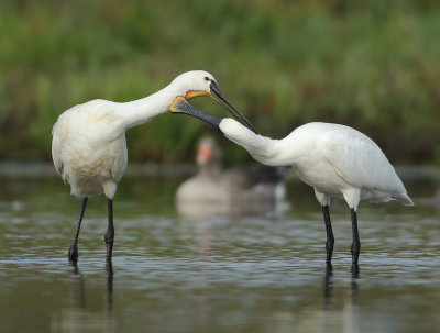 Eurasian Spoonbill - Platalea leucorodia (Lepelaar)