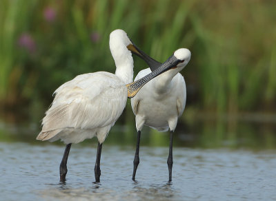 Eurasian Spoonbill - Platalea leucorodia (Lepelaar)
