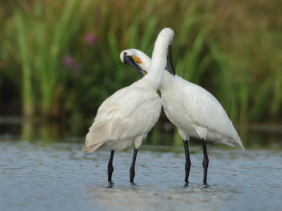 Eurasian Spoonbill - Platalea leucorodia (Lepelaar)
