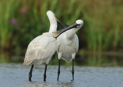 Eurasian Spoonbill - Platalea leucorodia (Lepelaar)