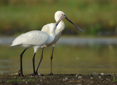 Eurasian Spoonbill - Platalea leucorodia (Lepelaar)