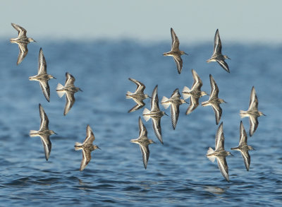 Sanderling - Calidris alba (Drieteenstrandloper)