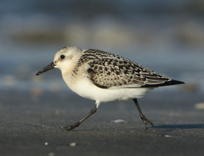 Sanderling - Calidris alba (Drieteenstrandloper)