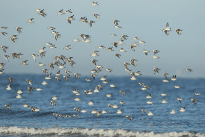 Sanderling - Calidris alba (Drieteenstrandloper)
