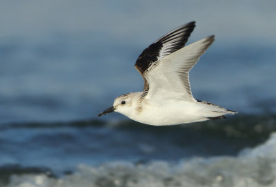 Sanderling - Calidris alba (Drieteenstrandloper)