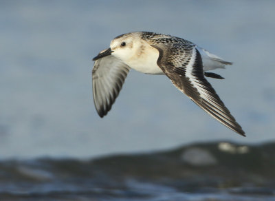 Sanderling - Calidris alba (Drieteenstrandloper)