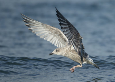Herring Gull - Larus argentatus (Zilvermeeuw)