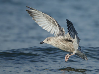 Herring Gull - Larus argentatus (Zilvermeeuw)