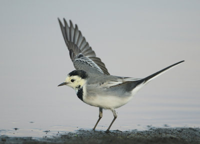 White Wagtail - Motacilla alba (Witte Kwikstaart)