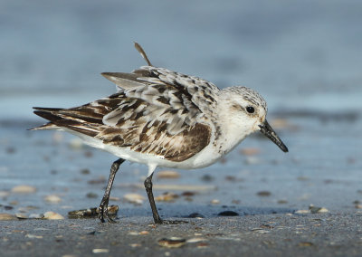 Sanderling - Calidris alba (Drieteenstrandloper)