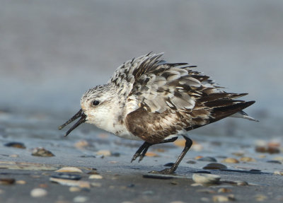 Sanderling - Calidris alba (Drieteenstrandloper)
