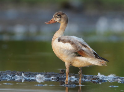 Common Shelduck - Tadorna tadorna (Bergeend)