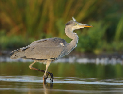 Grey Heron - Ardea cinerea (Blauwe Reiger)