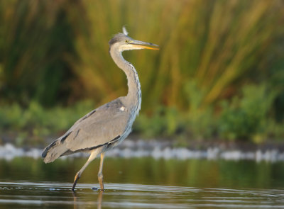 Grey Heron - Ardea cinerea (Blauwe Reiger)