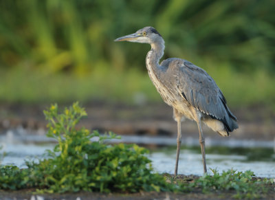 Grey Heron - Ardea cinerea (Blauwe Reiger)