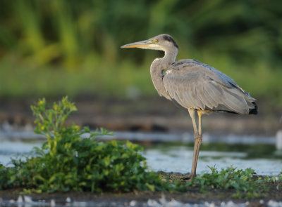 Grey Heron - Ardea cinerea (Blauwe Reiger)