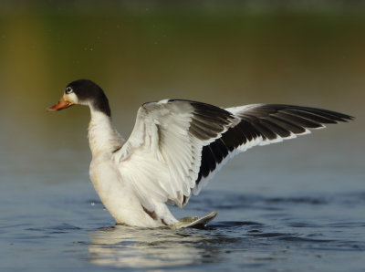 Common Shelduck - Tadorna tadorna (Bergeend)