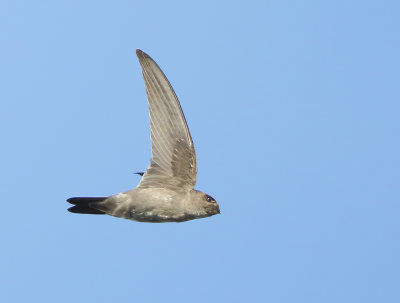 Germains Swiftlet - Collocalia germani