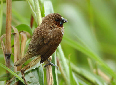 Scaly-breasted Munia - Lonchura punctulata (Muskaatvink)