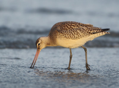Bar-tailed Godwit - Limosa lapponica (Rosse Grutto)