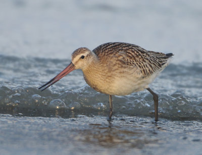 Bar-tailed Godwit - Limosa lapponica (Rosse Grutto)