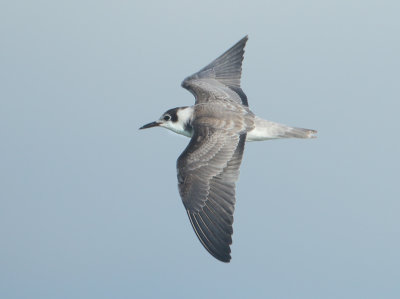 Black Tern - Chlidonias niger (Zwarte Stern)