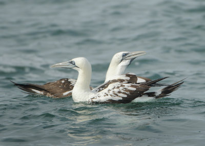 Northern Gannet - Morus bassanus (Jan van Gent)