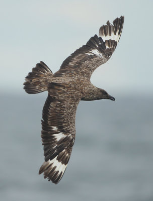 Great Skua - Catharactes skua (Grote Jager)