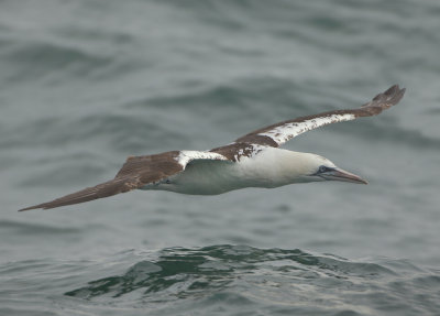 Northern Gannet - Morus bassanus (Jan van Gent)