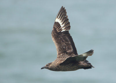 Great Skua - Stercorarius skua (Grote Jager)