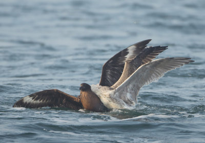 Great Skua - Stercorarius skua (Grote Jager)