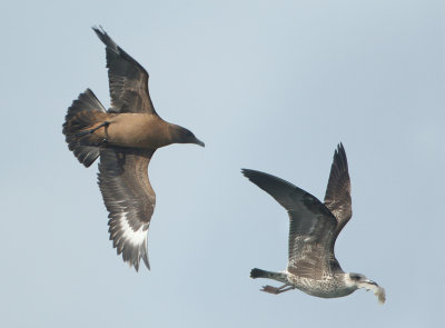 Great Skua - Stercorarius skua (Grote Jager)