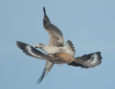 Great Skua - Stercorarius skua (Grote Jager)