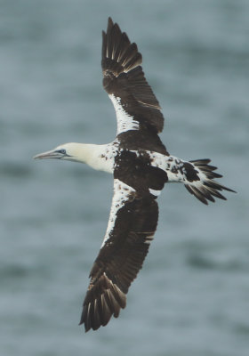 Northern Gannet - Morus bassanus (Jan van Gent)