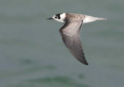 Black Tern - Chlidonias niger (Zwarte Stern)