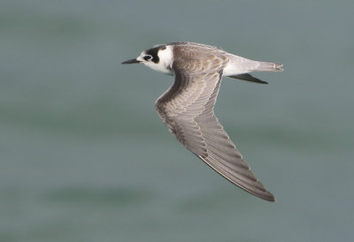 Black Tern - Chlidonias niger (Zwarte Stern)