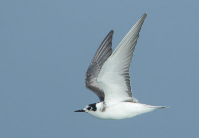 Black Tern - Chlidonias niger (Zwarte Stern)