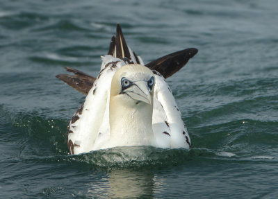 Northern Gannet - Morus bassanus (Jan van Gent)