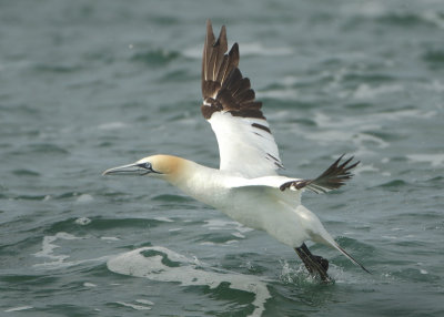 Northern Gannet - Morus bassanus (Jan van Gent)