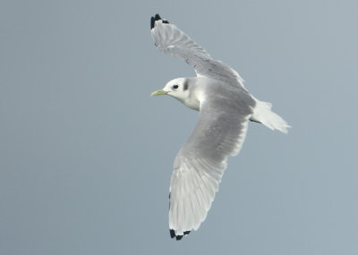 Black-legged Kittiwake - Rissa tridactyla (Drieteenmeeuw)