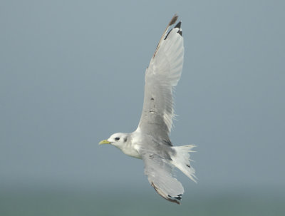 Black-legged Kittiwake - Rissa tridactyla (Drieteenmeeuw)