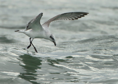 Mediterranean Gull - Ichthyaetus melanocephalus (Zwartkopmeeuw)