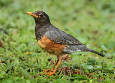 Black-breasted Thrush - Turdus dissimilis 