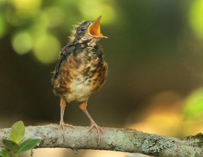 Black-breasted Thrush - Turdus dissimilis 