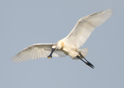 Eurasian Spoonbill - Platalea leucorodia (Lepelaar)