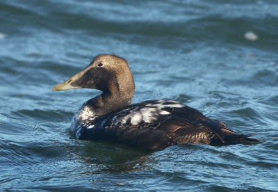 Common Eider - Somateria mollissima (Eider)