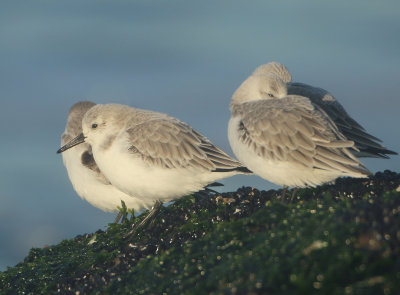 Sanderling - Calidris alba (Drieteenstrandloper)