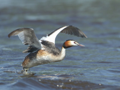 Great Crested Grebe - Podiceps cristatus (Fuut)
