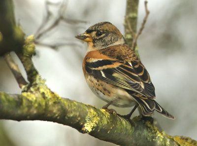Brambling - Fringilla montifringilla (Keep) 