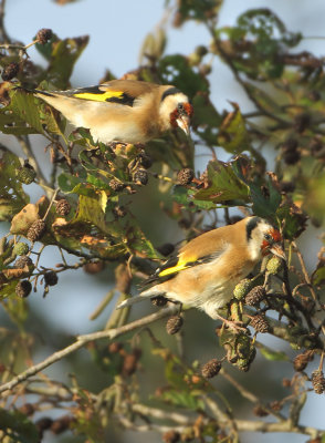European Goldfinch - Carduelis carduelis carduelis (Putter)